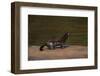 American Mink-W. Perry Conway-Framed Photographic Print