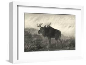 American Moose-R^ Hinshelwood-Framed Art Print