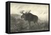 American Moose-R. Hinshelwood-Framed Stretched Canvas