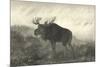 American Moose-R. Hinshelwood-Mounted Premium Giclee Print