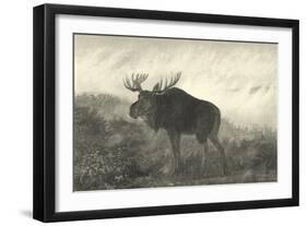 American Moose-R. Hinshelwood-Framed Art Print