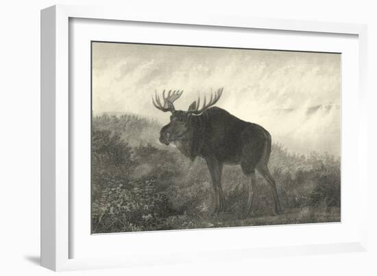 American Moose-R. Hinshelwood-Framed Art Print