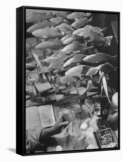 American Museum of Natural History Artist Brunner Working on Plaster Molds Made from Real Fish-Margaret Bourke-White-Framed Stretched Canvas