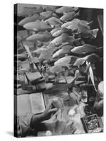 American Museum of Natural History Artist Brunner Working on Plaster Molds Made from Real Fish-Margaret Bourke-White-Stretched Canvas