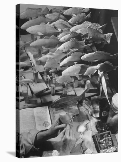 American Museum of Natural History Artist Brunner Working on Plaster Molds Made from Real Fish-Margaret Bourke-White-Stretched Canvas