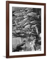 American Museum of Natural History Artist Brunner Working on Plaster Molds Made from Real Fish-Margaret Bourke-White-Framed Photographic Print