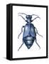 American Oil Beetle (Meloe Americanus), Insects-Encyclopaedia Britannica-Framed Stretched Canvas