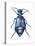 American Oil Beetle (Meloe Americanus), Insects-Encyclopaedia Britannica-Stretched Canvas