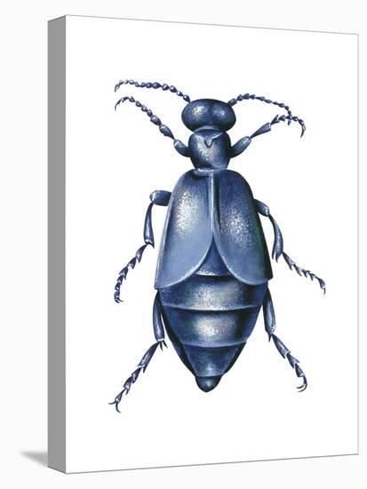 American Oil Beetle (Meloe Americanus), Insects-Encyclopaedia Britannica-Stretched Canvas