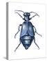 American Oil Beetle (Meloe Americanus), Insects-Encyclopaedia Britannica-Stretched Canvas