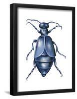 American Oil Beetle (Meloe Americanus), Insects-Encyclopaedia Britannica-Framed Poster