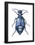American Oil Beetle (Meloe Americanus), Insects-Encyclopaedia Britannica-Framed Poster