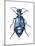 American Oil Beetle (Meloe Americanus), Insects-Encyclopaedia Britannica-Mounted Poster