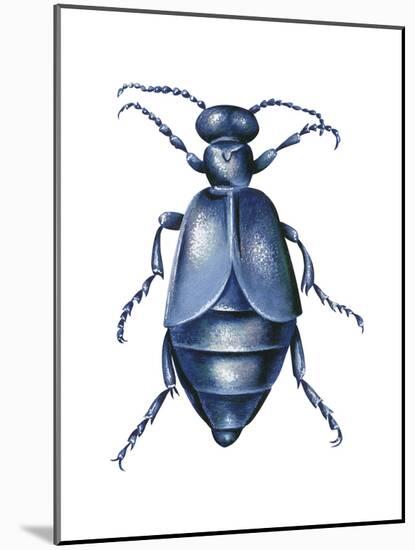 American Oil Beetle (Meloe Americanus), Insects-Encyclopaedia Britannica-Mounted Poster