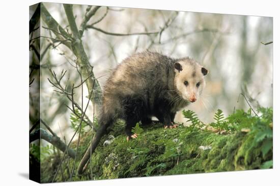 American Opossum on Tree Branch-null-Stretched Canvas