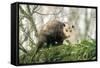 American Opossum on Tree Branch-null-Framed Stretched Canvas