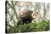 American Opossum on Tree Branch-null-Stretched Canvas