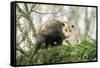 American Opossum on Tree Branch-null-Framed Stretched Canvas