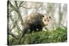 American Opossum on Tree Branch-null-Stretched Canvas