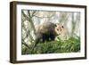 American Opossum on Tree Branch-null-Framed Premium Photographic Print