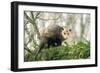 American Opossum on Tree Branch-null-Framed Premium Photographic Print