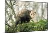 American Opossum on Tree Branch-null-Mounted Premium Photographic Print