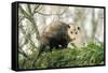 American Opossum on Tree Branch-null-Framed Stretched Canvas