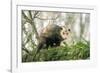 American Opossum on Tree Branch-null-Framed Photographic Print