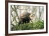 American Opossum on Tree Branch-null-Framed Photographic Print