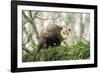 American Opossum on Tree Branch-null-Framed Photographic Print