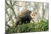 American Opossum on Tree Branch-null-Mounted Photographic Print