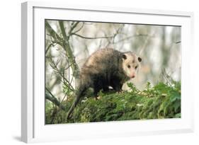 American Opossum on Tree Branch-null-Framed Photographic Print