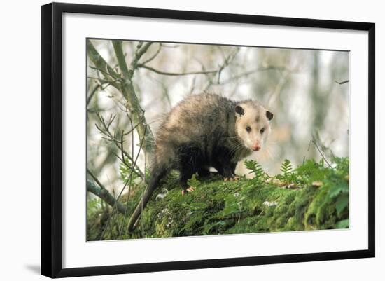 American Opossum on Tree Branch-null-Framed Photographic Print