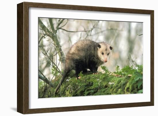 American Opossum on Tree Branch-null-Framed Photographic Print