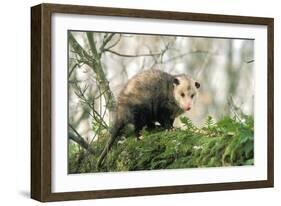 American Opossum on Tree Branch-null-Framed Photographic Print