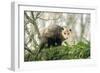 American Opossum on Tree Branch-null-Framed Photographic Print