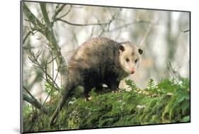 American Opossum on Tree Branch-null-Mounted Photographic Print