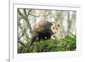 American Opossum on Tree Branch-null-Framed Photographic Print