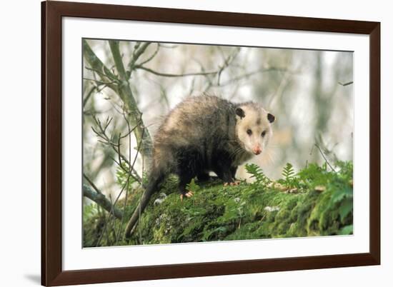 American Opossum on Tree Branch-null-Framed Photographic Print