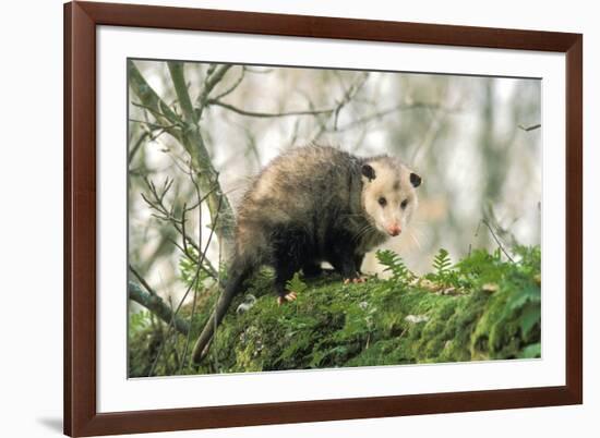 American Opossum on Tree Branch-null-Framed Photographic Print