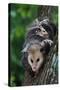 American Opossum with Young-W. Perry Conway-Stretched Canvas