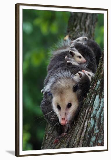 American Opossum with Young-W. Perry Conway-Framed Premium Photographic Print