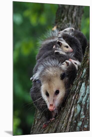 American Opossum with Young-W. Perry Conway-Mounted Premium Photographic Print