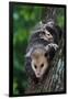 American Opossum with Young-W. Perry Conway-Framed Premium Photographic Print