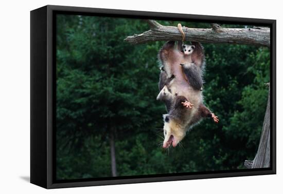 American Opossum with Young-W. Perry Conway-Framed Stretched Canvas