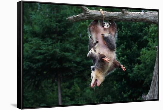 American Opossum with Young-W. Perry Conway-Framed Stretched Canvas