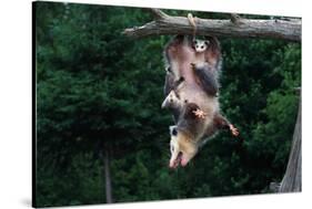 American Opossum with Young-W. Perry Conway-Stretched Canvas