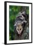 American Opossum with Young-W. Perry Conway-Framed Photographic Print