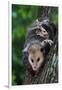 American Opossum with Young-W. Perry Conway-Framed Photographic Print