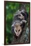 American Opossum with Young-W. Perry Conway-Framed Photographic Print